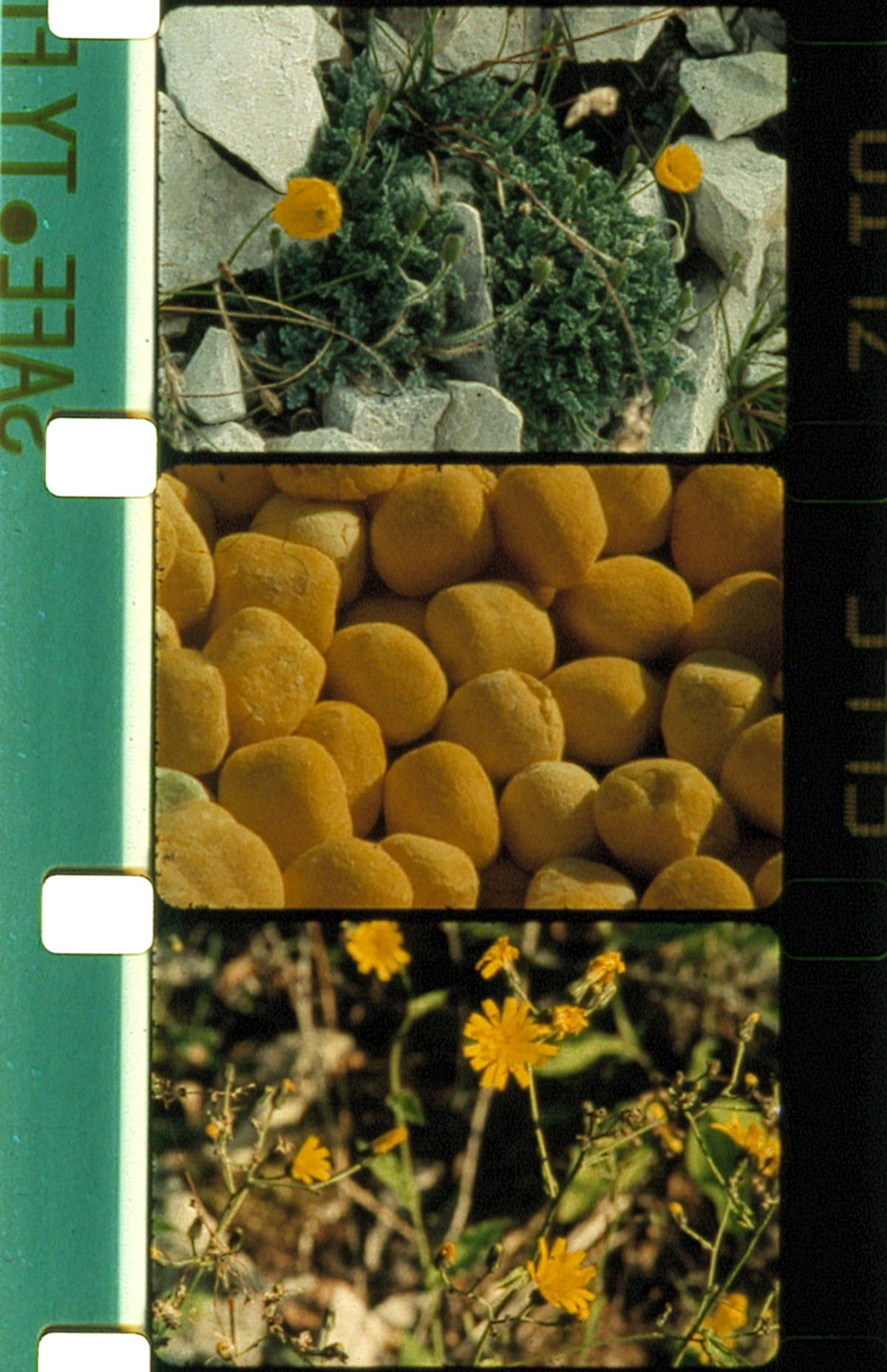 Bild für den Film Bouqets 110