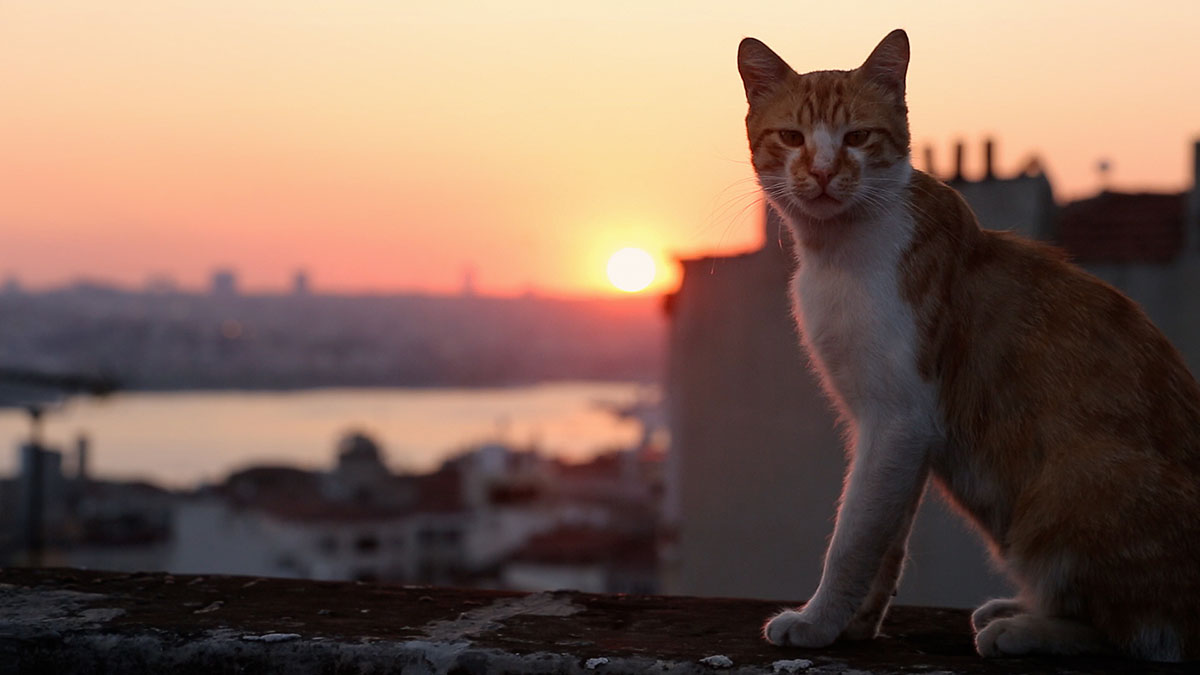 Bild für den Film Kedi  von Katzen und Menschen